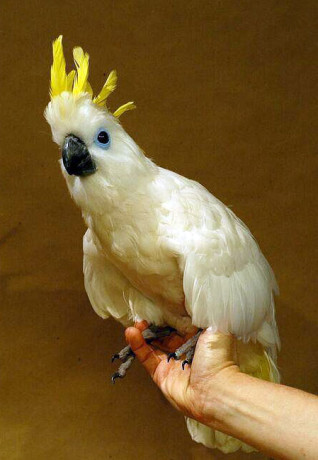 ‘Static’ Cockatoo for an Adam Sandler film - Photo by Marc Tyler