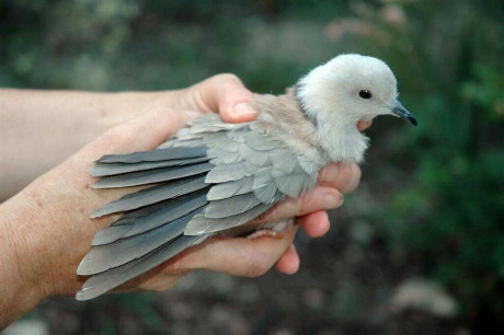 Dove Puppet for an Adam Sandler film - Photo by Marc Tyler