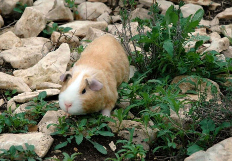 ‘Static’ Guinea Pig for an Adam Sandler film - Photo by Marc Tyler