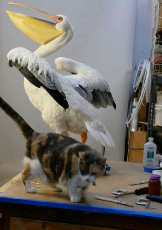 Pelican puppet for You Don’t Mess with the Zohan  Hermione the cat in the foreground- Photo by Marc Tyler