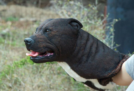 Pitbull hand puppet for Fast and Furious - Photo by Marc Tyler