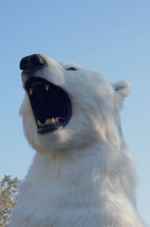 Polar Bear f­or Matt Brady of Animatronic Bear - Photo by Marc Tyler